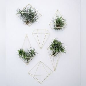 Air plant holders wall decor